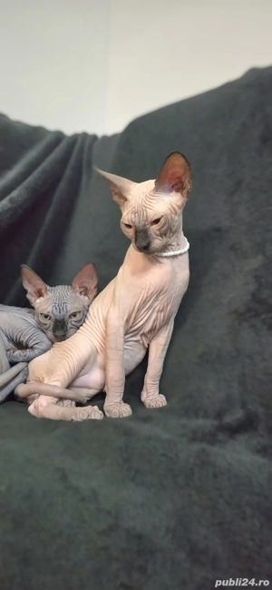 Suntem 2 motani  - imagine 5