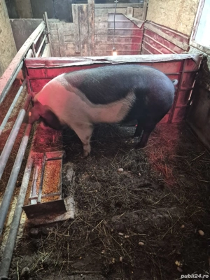 Vad porc 15 lei kg - imagine 2