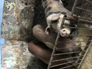 Porci de vanzare - imagine 5