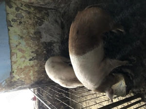 Porci de vanzare - imagine 4