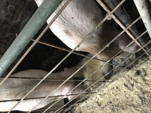 Porci de vanzare - imagine 3