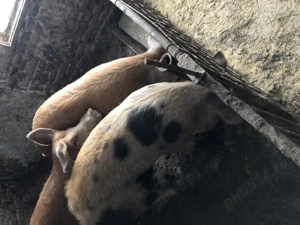 Porci de vanzare - imagine 2