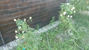 VAND TEREN 2008MP in ALBESTI pe strada Colonel Ioan Angelescu - imagine 7