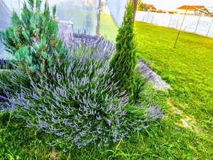 VAND TEREN 2008MP in ALBESTI pe strada Colonel Ioan Angelescu - imagine 6