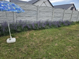 VAND TEREN 2008MP in ALBESTI pe strada Colonel Ioan Angelescu - imagine 8