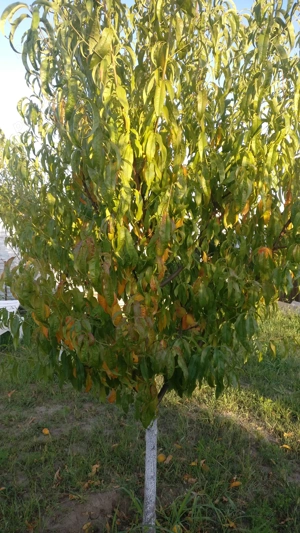 VAND TEREN 2008MP in ALBESTI pe strada Colonel Ioan Angelescu - imagine 9