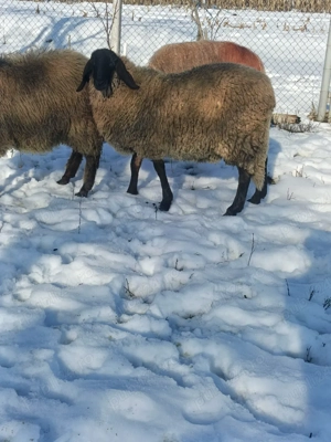 Vand berbec Sarbesc  sau schimb 