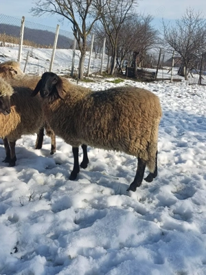 Vand berbec Sarbesc  sau schimb  - imagine 2