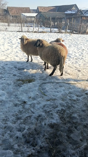 Vand berbec Sarbesc  sau schimb  - imagine 3