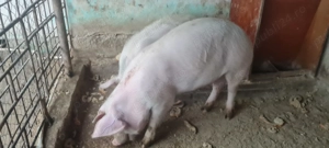 Grasuni 70-80kg - imagine 2