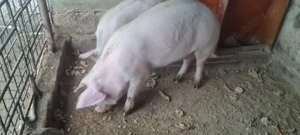 Grasuni 70-80kg - imagine 3