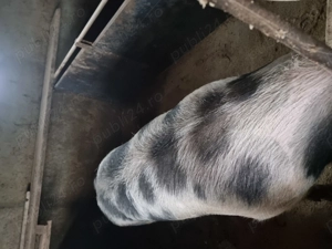 Porc de vanzare - imagine 2