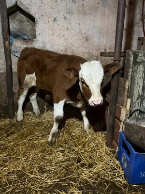 Vind tauras de 3 lui 