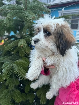 vand Bishoni Maltez - imagine 2