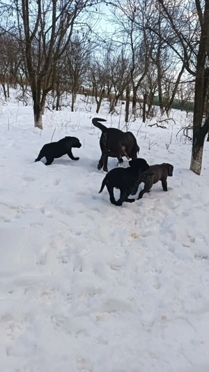 Căței Cane Corso  - imagine 4