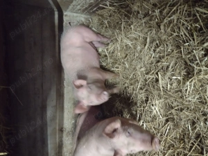 Purcei de vanzare - imagine 3