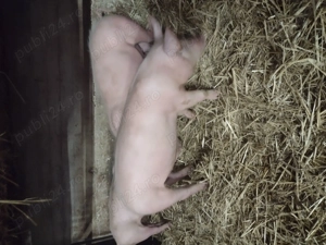 Purcei de vanzare - imagine 4