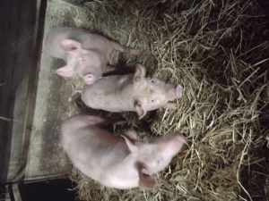 Purcei de vanzare - imagine 2