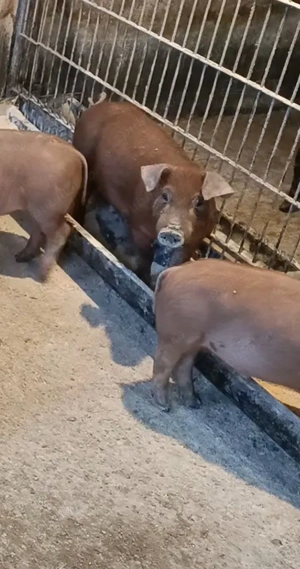 Vand vier Duroc 