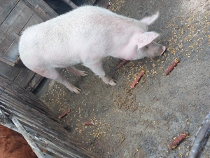 Vand porci de carne  - imagine 2