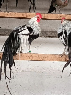 Găini Phönix argintiu