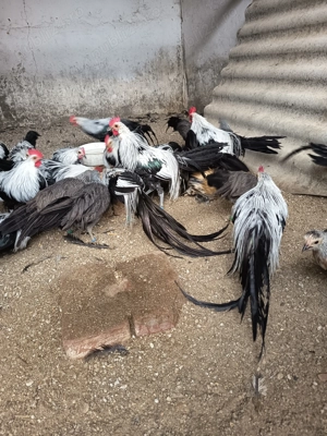 Găini Phönix argintiu - imagine 3