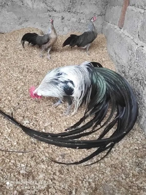 Găini Phönix argintiu - imagine 4