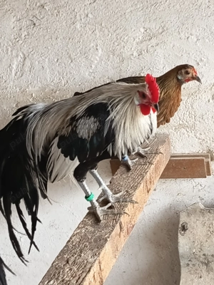 Găini Phönix argintiu - imagine 2