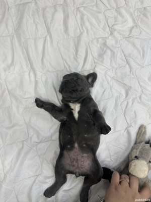 buldog francez blue - imagine 2