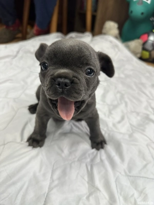 buldog francez blue - imagine 3