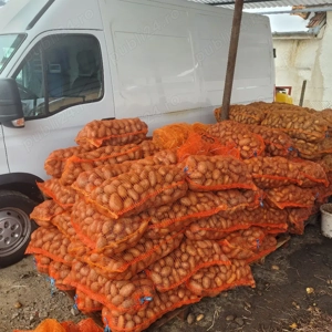 vand cartofi de consum si samanta