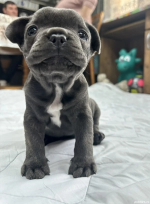 buldog francez blue - imagine 4