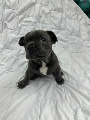 buldog francez blue - imagine 5