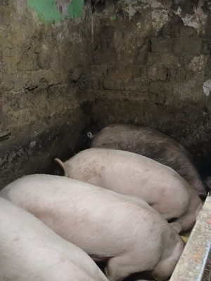 de vanzare - imagine 3