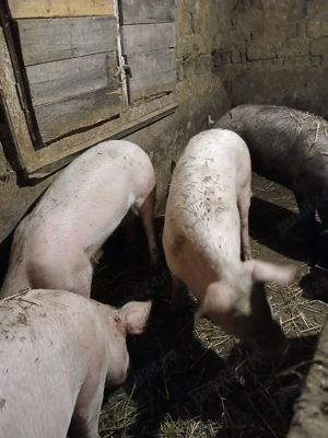 de vanzare - imagine 4