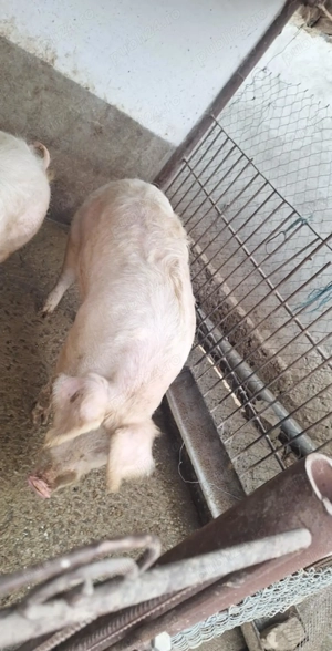 Vând porc  - imagine 2