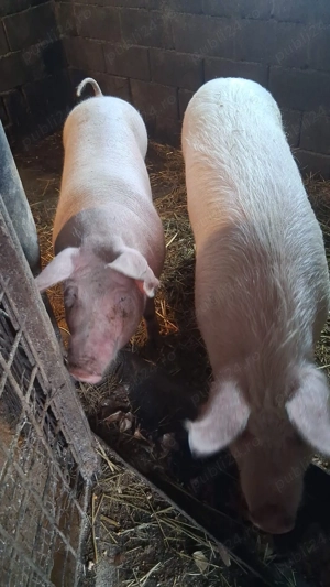 Porci de vânzare  - imagine 3