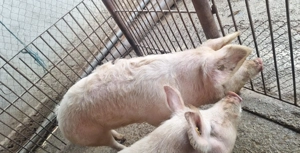 Vând porc  - imagine 3