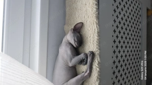 Pisicuță sphinx vârstă 6 luni