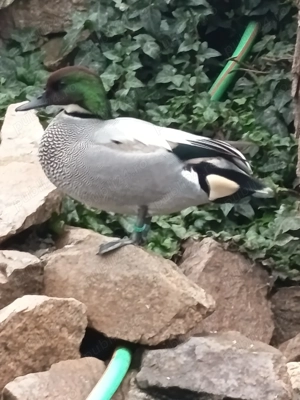 Rate exotice ornamentale - imagine 3