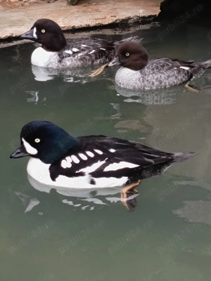 Rate exotice ornamentale - imagine 4