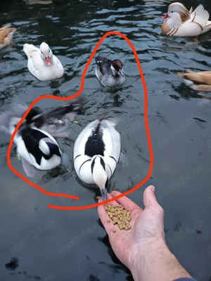 Rate exotice ornamentale - imagine 2