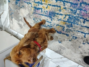 Pui coker spaniol  - imagine 2