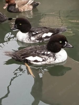 Rate exotice ornamentale - imagine 5