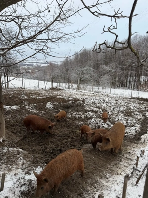 Purcei Mangalita - imagine 5