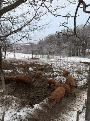 Purcei Mangalita - imagine 3