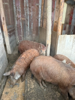 Purcei Mangalita - imagine 2