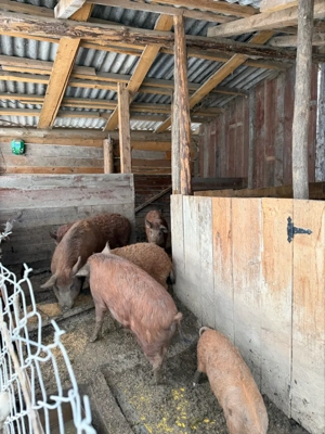 Purcei Mangalita - imagine 4