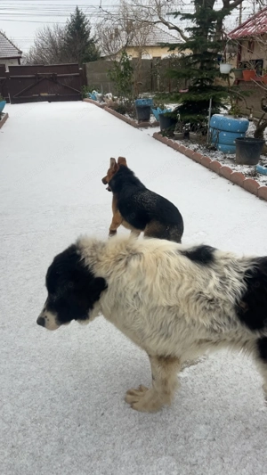 Vând cățel ciobănesc de Bucovina  - imagine 2