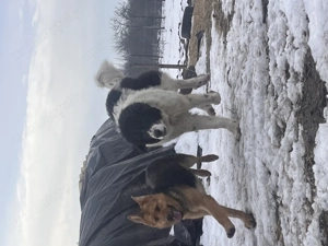 Vând cățel ciobănesc de Bucovina 